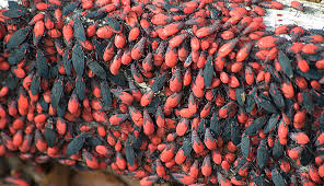 Use this list of top best stink bug traps to find the right treatment for your problem. Getting Rid Of Box Elder Bugs Pest Cemetery