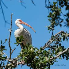 Image result for Ibis White 2017 Q1