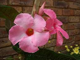 Each strategy has evolved in different plant groups it is reported as invasive in at least 19 states from massachusetts to illinois south to texas another group is 'twining climbers'; Dipladenia Mandevilla Varieties