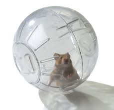 Animal Tails Hamster Exercise Balls Safe Or Not Hamster Love Your Pet Hamster Wheel