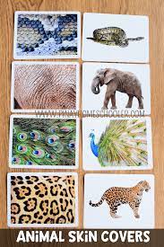 pin on animals coverings