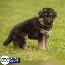 Everything you need to know at each state to ensure your cute and playful puppy (your puppy month by month). German Shepherd Puppies For Sale Pattambi Free Classifieds
