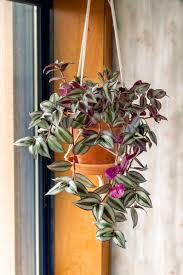 They came meticulously packaged with heat retaining bubble wrap and a heat pack attached to the pot of a plant in the package. Pin On Cursed With A Black Thumb