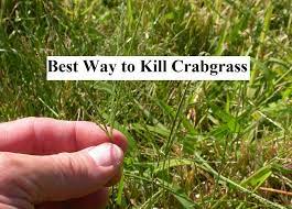A garden kneeler will help. How To Get Rid Of Crabgrass Best Way To Kill Crabgrass