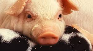 Swine building ventilation workshops March 15&16