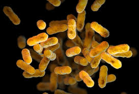 But since vaccinations against the disease were introduced in the 1950s, the number of people getting it each year has been much lower. Whooping Cough Pertussis National Foundation For Infectious Diseases