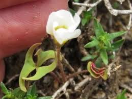 Image result for Oxalis obliquifolia