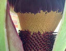National Center For Natural Products Research Titan Arum Corpse Flower