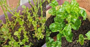 Pelbagai jenis masakan boleh diolah seperti masak lemak bayam brazil, direbus sebagai ulam ataupun dicelup. Kalau Bayam Brazil Dah Mula Tak Subur Dan Kena Serangga Perosak Guna 7 Teknik Ini Hasilnya Makin Subur Keluarga