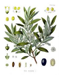 Kaufmann Mercantile Quality Goods For A Slow Thoughtful Lifestyle Impressions Botaniques Illustration D Arbre Dessin Botanique