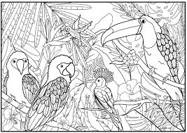 Two parrots and exotic plants. Set Of Exotic Birds And Plants Birds Adult Coloring Pages