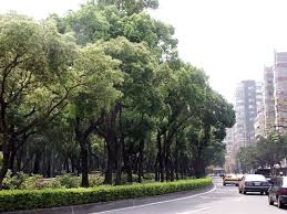 顏水龍在高玉樹市長時代規化的敦化南北路 country roads road country