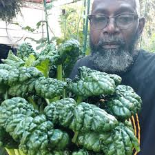 Harvesting Chijimisai Greens today.
