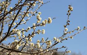 Image result for Acacia mellifera