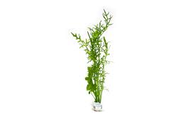 Image result for Ceratopteris