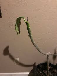 The popular plumeria species are plumeria rubra, plumeria obtusa, plumeria pudica and plumeria alba. After Posting About How Much My Plumeria Was Still Growing Through Winter Out Here In Zone 9 Plumeria