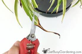 Plant the new plantlet in a small pot. How To Grow Spider Plants The Ultimate Care Guide Get Busy Gardening