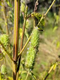 Image result for Cantinoa americana