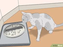 Massage the medication into your cat's ear. 3 Ways To Care For A Cerebellar Hypoplasia Cat Wikihow
