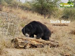 Sloth bears (Melursus ursinus) have a unique dietary preference ...