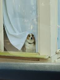 Diddy Don T Leave It S Not Safe Https Ift Tt 2ugakkl In 2020 Corgi Dog Cute Dogs And Puppies Corgi