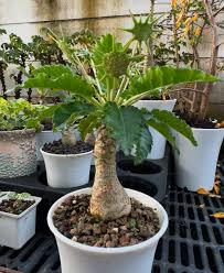 Image result for Dorstenia