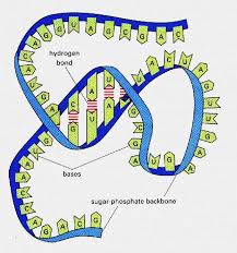 Pin On Education 10 Biology Structure And Function Of Dna