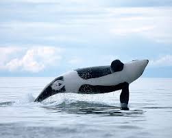 Check spelling or type a new query. Killer Whale Orca Ocean Hd Wallpaper Peakpx