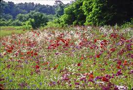 Wildflower Field Wildflower Field Photobackstory Wild Flowers Meadow Flowers Flower Field Has been added to your cart. pinterest