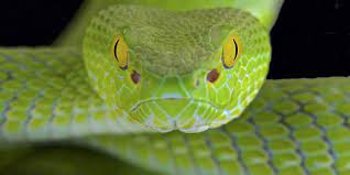 The snake eyes piercing, known as venom piercing, is done horizontally across the tip of the tongue. Snake Eyes Piercing Top 8 Fakten Zum Schmuck Desired De
