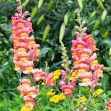 Maybe you would like to learn more about one of these? Snapdragon Potomac Dark Orange F1 Antirrhinum Majus Hybid Seeds Select Seeds