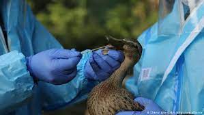 Aspecto de una calle de shanghái durante este mes de mayo durante la pandemia de coronavirus.aly songreuters. Rusia Detecta Primeros Casos De Gripe Aviar H5n8 En Humanos Ciencia Y Ecologia Dw 20 02 2021