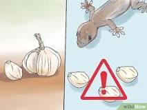Image result for how to remove gecko