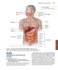 My Publications Elaine N Marieb Katja N Hoehn Human Anatomy Physiology 2015 Pearson Page 888 Created With Publitas Com