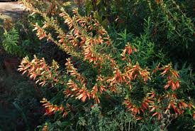 Image result for Cuphea micropetala