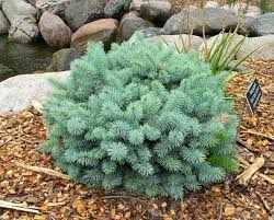 1011690587 itt a videóletöltés ideje! Fertilizing Evergreens Umn Extension