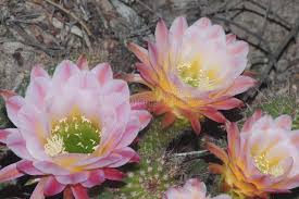 During flowering, red tubular blossoms appear up and. Torch Cactus Big Bertha Stock Photo Image Of Blooms 165096752