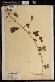 Image result for Hibiscus mastersianus