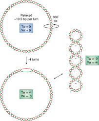 Easy to install, not oem copier spare part but as soon as oem accessary only. Emerging Roles For R Loop Structures In The Management Of Topological Stress Journal Of Biological Chemistry