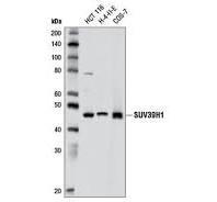 SUV39H1 (D11B6) Rabbit Monoclonal Antibody