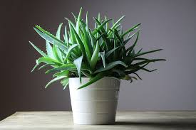 Image result for Kořenokvětka Aspidistra