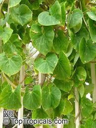 Image result for Tinospora fragosa