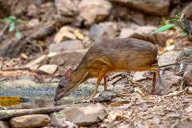 The animal is about 8 inches tall now, and will only weigh about. Chevrotain Facts Mental Floss