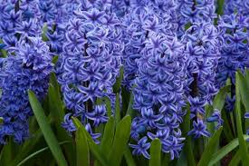 At the beginning of summer, their foliage and blue flowers will die back, so make sure you plant a few summer bloomers nearby to fill the gap. 10 Bonny Blue Plants And Flowers Hgtv