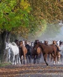PRIDE OF POLAND JANÓW PODLASKI 13th -14th AUGUST 2017