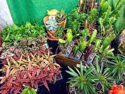 These cactus succulent nursery are customizable we have different variety and size of succulent and cactus available in our farm, welcome to visit us. Succulents And Cacti Mants 2020 Jack Frost Gardens