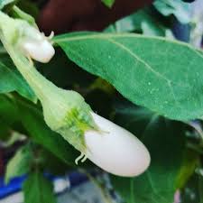 Tasty White Brinjal In My Garden Plant Gardening Podha Plants Plantsofinstagram Gardenlover Greenlife Plant Garden Lovers Plant Collection Green Life