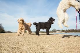 Favorite this post may 23 lost dogs by dq pic hide this posting restore restore this posting. Lake Country Labradoodles