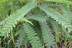 Image result for Senna didymobotrya