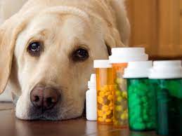Some should never be given to a pet; Budget Medications How To Save Money On Pet Prescriptions Current Publishing